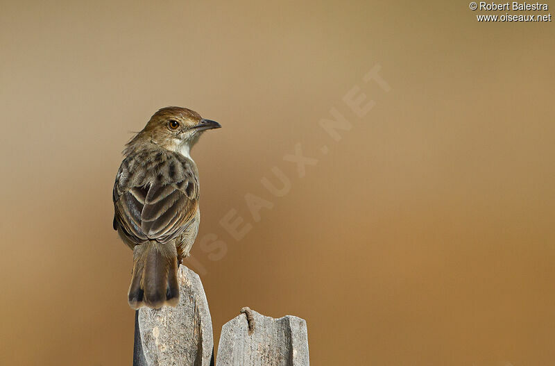 Rattling Cisticola