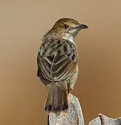 Rattling Cisticola