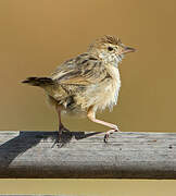 Rattling Cisticola