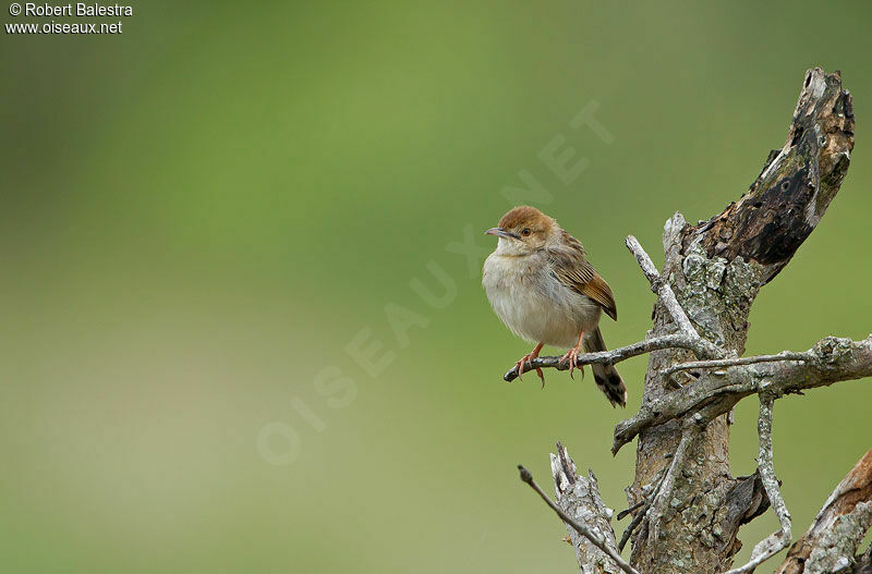 Wailing Cisticola