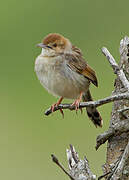 Wailing Cisticola