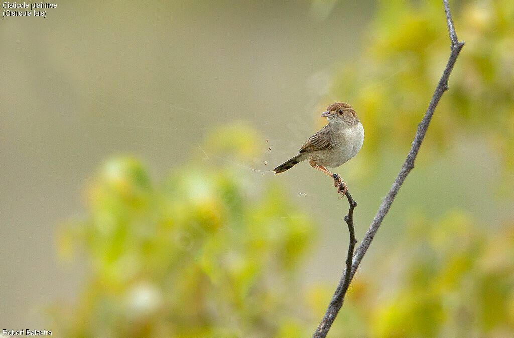 Wailing Cisticola