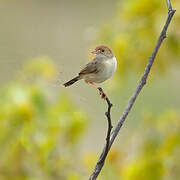 Wailing Cisticola