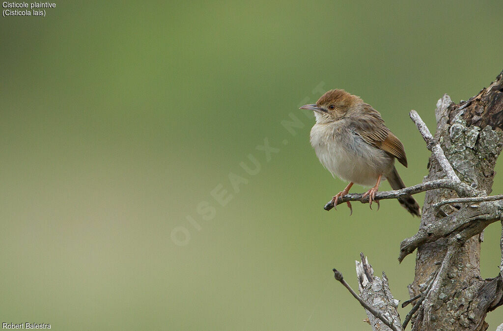 Wailing Cisticola