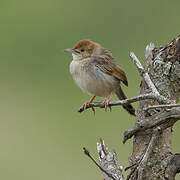 Wailing Cisticola