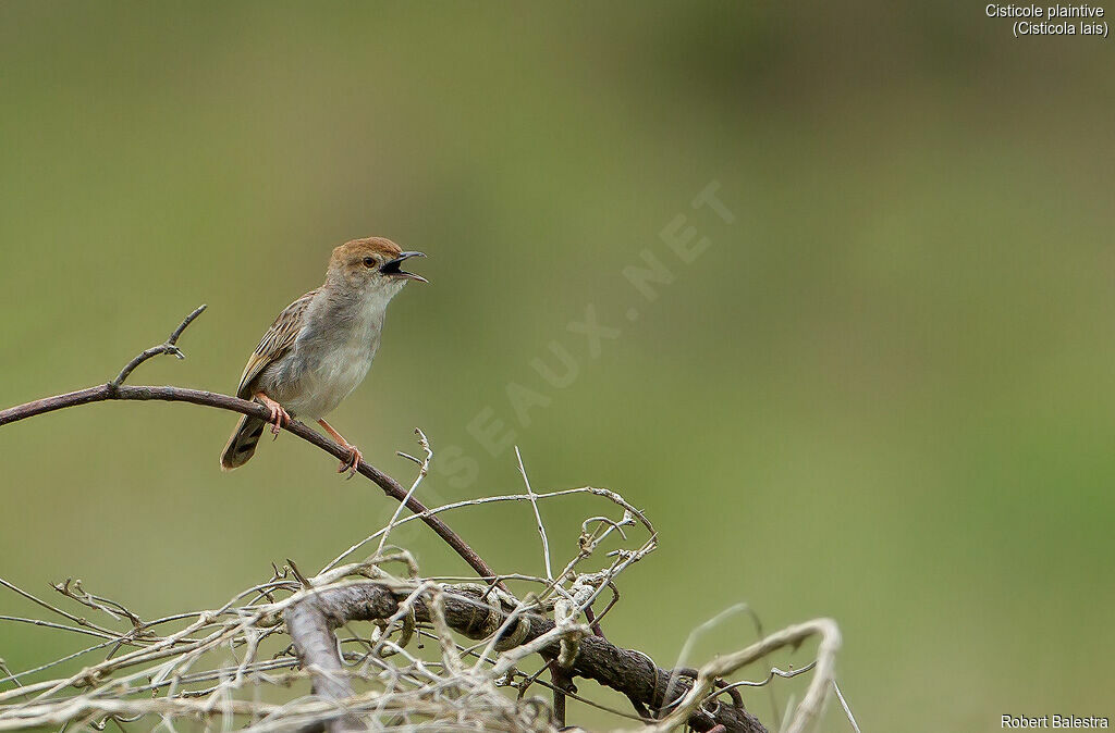 Wailing Cisticola