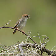 Wailing Cisticola