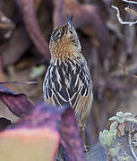 Stout Cisticola