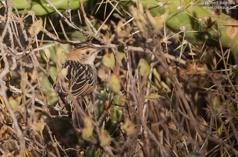 Stout Cisticola