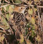 Stout Cisticola