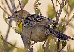 Stout Cisticola