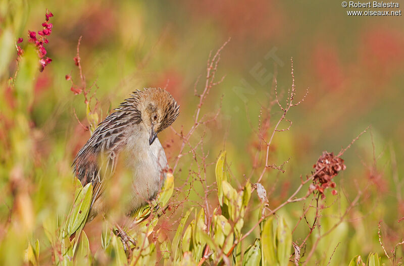 Stout Cisticola