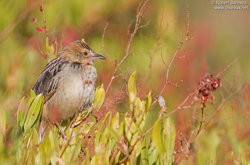 Stout Cisticola