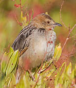 Stout Cisticola