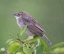 Croaking Cisticola