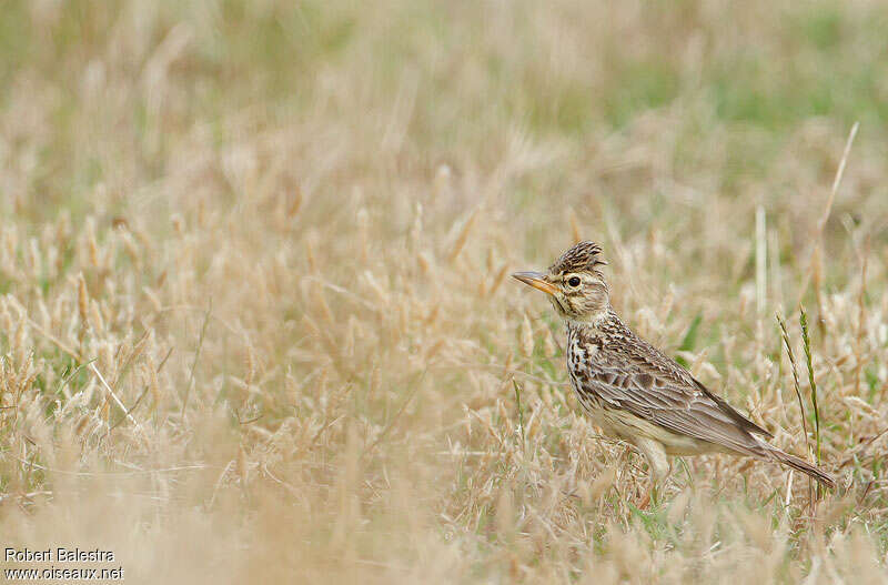 Large-billed Larkadult, identification