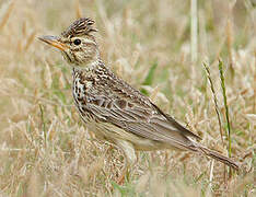 Large-billed Lark