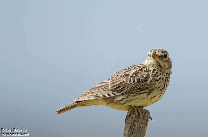 Large-billed Larkadult, close-up portrait