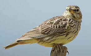 Large-billed Lark