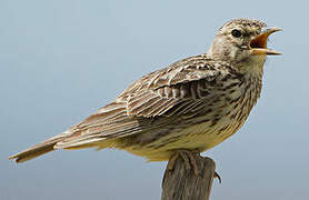 Large-billed Lark