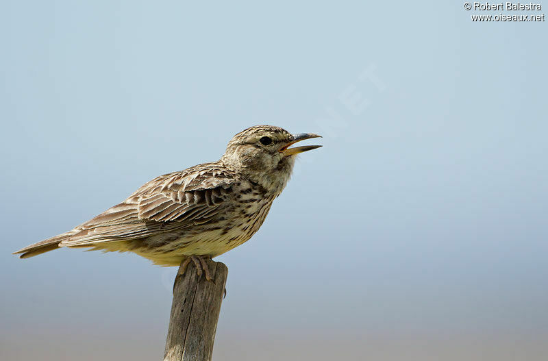 Large-billed Lark