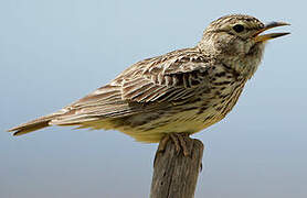 Large-billed Lark