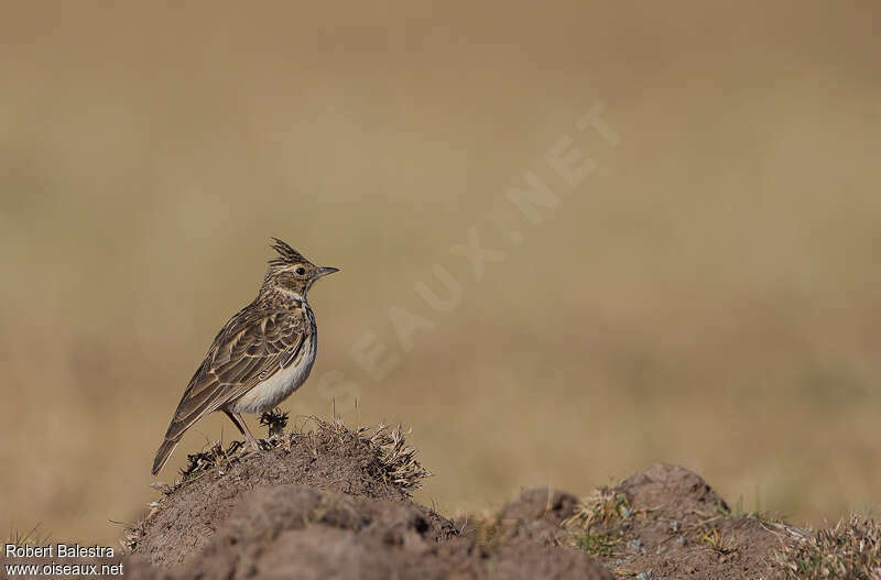 Cochevis de Thékla, identification