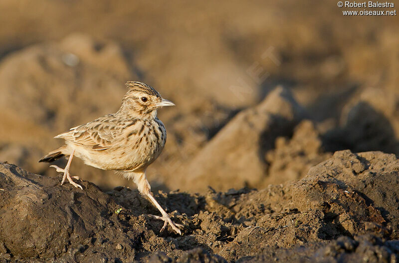 Thekla's Lark