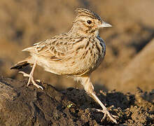 Thekla's Lark