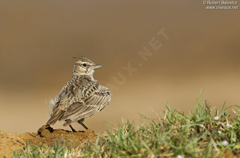 Crested Lark