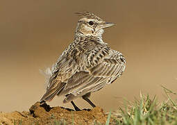 Crested Lark