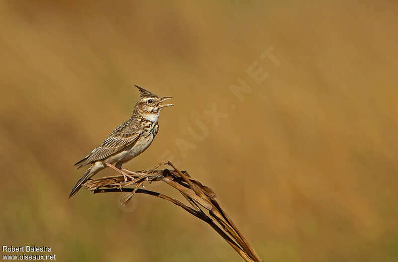 Crested Larkadult, song