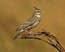 Crested Lark