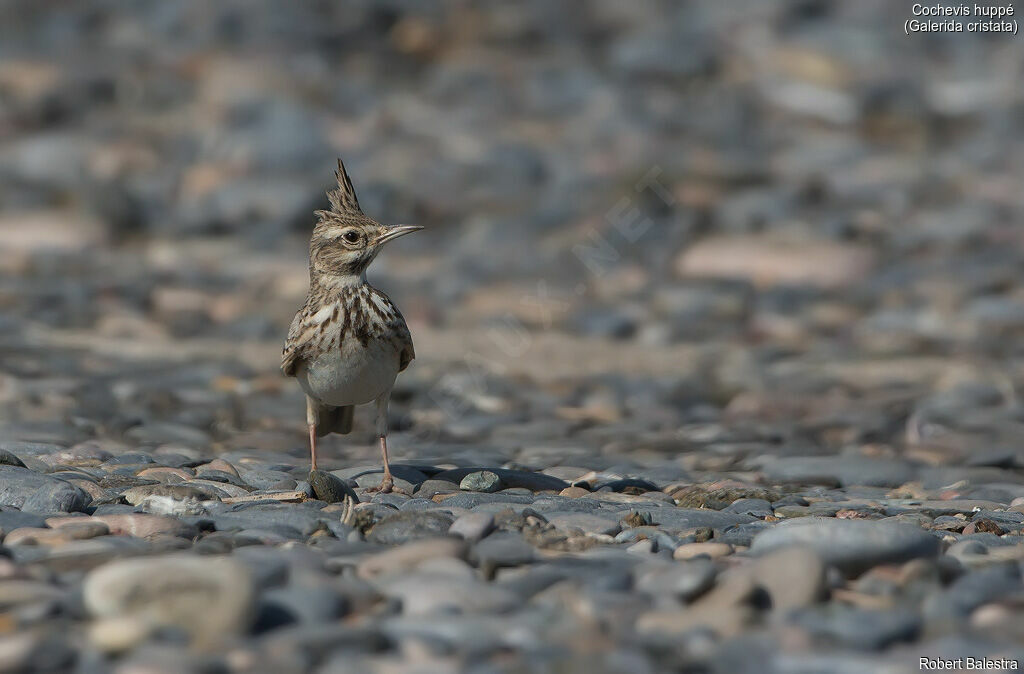 Crested Lark