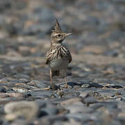 Crested Lark