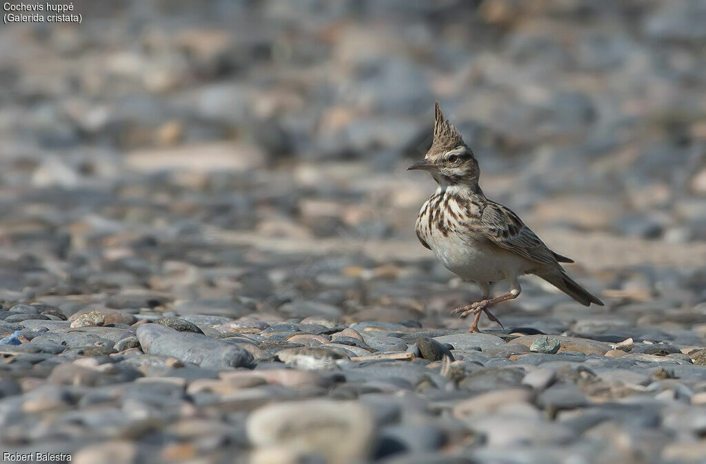 Crested Lark