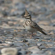 Crested Lark