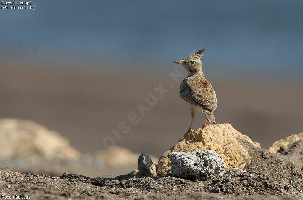 Crested Lark