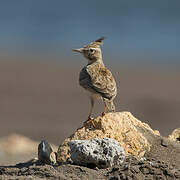 Crested Lark