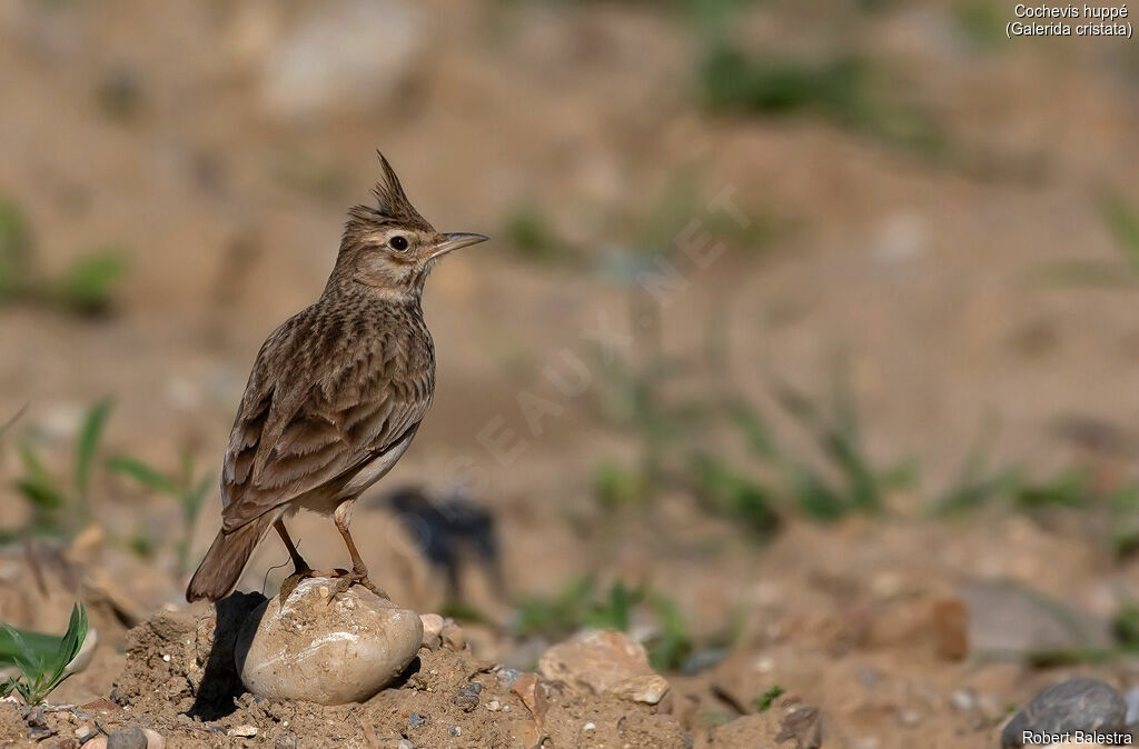 Crested Lark