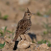 Crested Lark