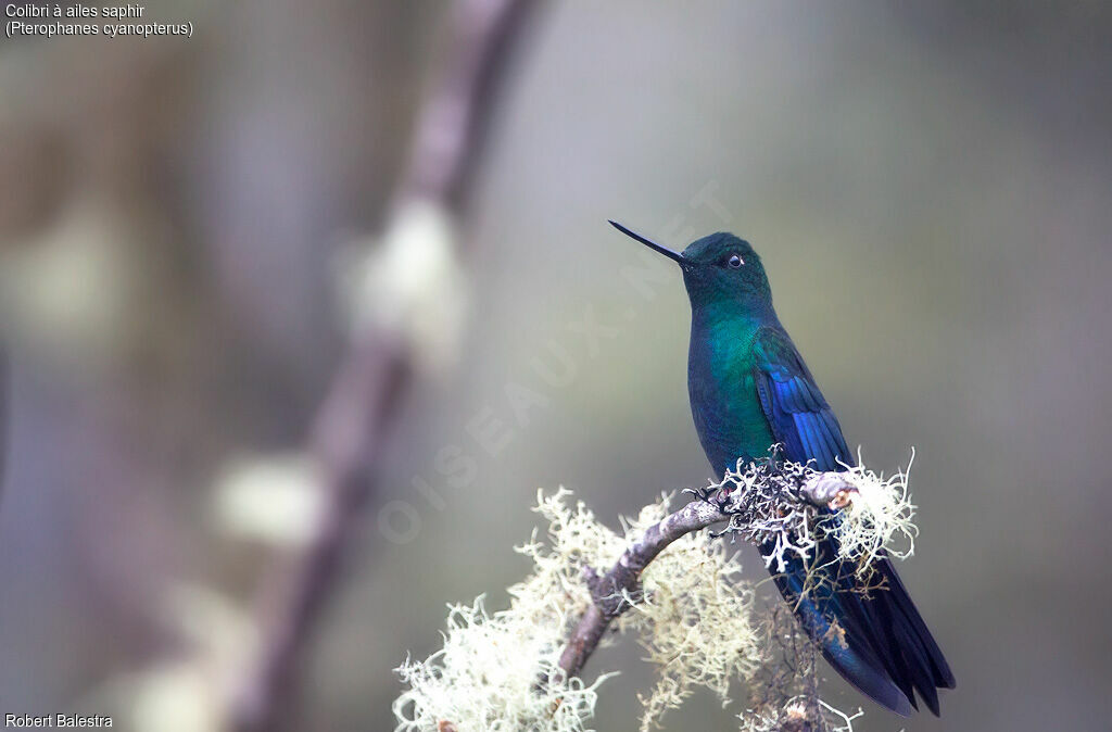 Colibri à ailes saphir