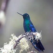 Colibri à ailes saphir