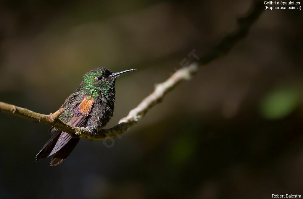 Colibri à épaulettes