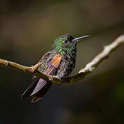 Stripe-tailed Hummingbird