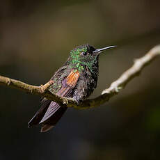 Colibri à épaulettes