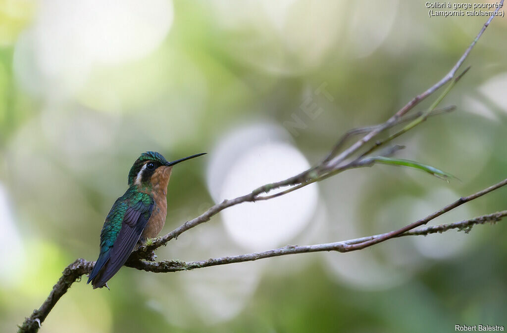 Colibri à gorge pourprée femelle