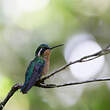 Colibri à gorge pourprée