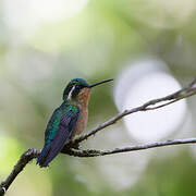 Purple-throated Mountaingem