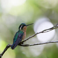 Colibri à gorge pourprée